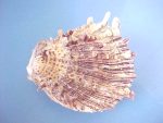 (4) Spondylus squamosus Schreibers, 1793....72 to 80 mm. F++. Good sized specimens with rows of short spines & dark purple rayed lines...Philippines...$15 (4 available)