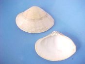 (1) Gomphina melanaegis Rohmer, 1861....53 mm. F++. Large, lightly rayed cream coloured specimen...Japan...$4 (1 available)