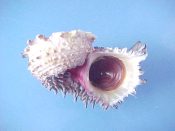 (1) Angaria delphinus fm. atrata Reeve, 1843....39 mm. F++ w/operc. Pretty example with white top, triangular leafy shoulder spines & purple umbilicus...Philippines...$5 (1 available)