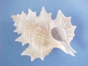 (1) Biplex perca Perry, 1811....42 mm. F++. Spectacular specimen with every pointed varical foliation intact...Philippines...$7 (1 available)