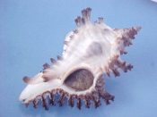 (1) Chicoreus brunneus Link, 1807....52 mm. F++ w/operc. Unusual albinistic example, white, with brown on just the varical spines...Philippines...$6 (1 available)