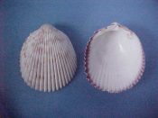 (1) Trachycardium angulatum Lamarck, 1822....75 mm. F++. Good sized specimen with purple brown inner rim...Philippines...$5 (1 available)