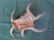 (1) Lambis chiragra Linne, 1758....230 mm. F++. Glorious jumbo specimen with all spines complete and pastel orange aperture...Philippines...$45 (1 available) OVERSIZE