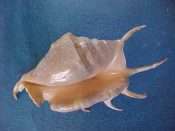 (1) Lambis lambis Linne, 1758....170 mm. F++. Great example with intact, well thickened lip and all spines intact...Philippines...$9 (1 available) OVERSIZE