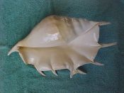 (1) Lambis truncata Linne, 1758....325 mm. F+. Huge freak specimen with forked 4th spine. Unusual and uncommon...Philippines...$38 (1 available) OVERSIZE