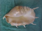 (3) Lambis truncata Linne, 1758....250 to 275 mm. F++. Great examples with fully thickened lips, glazed parietal shield and all spines intact...Philippines...$30 (3 available) OVERSIZE