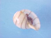 (1) Aplustrum amplustre Linne, 1758....14 mm. F++. With 4 brown spiral lines and without the pink colour of Philippine specimens...Fiji...$6 (1 available)