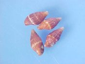 (+) Anachis costellata Broderip & Sowerby, 1829....9 to 10 mm. F+. Cinnamon brown with a white spiral line and fine axial ribs...West Mexico...$5 for 2 (lots available)