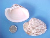 (1) Antigona lamellaris Schumacher, 1817....56 mm. F++. Excellent example, with virtually every leafy concentric ridge intact...Philippines...$4 (1 available)