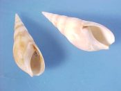 (4) Bullia digitalis Dillwyn, 1817....22 to 27 mm. F+. Decent though probably beached examples...South Africa...$3 for 2 (4 available)