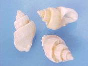 (+) Cancellaria foveolata Sowerby, 1848....20 to 23 mm. F+. Great, very lightly beached examples...South Africa...$5 for 2 (lots available)