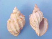 (4) Cancellaria spengleriana Deshayes, 1830....45 to 51 mm. F++. Nice examples with intact, finely lyrate aperture and strong axial ribs...Japan...$14 (4 available)