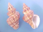 (4) Cantharus fusiformis Blainville, 1837....42 to 48 mm. F++. Large examples, brown and white marbled, with strong spiral cords and crenulate lips...Panama...$15 (4 available)