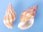 (3pr) Cantharus rubiginosus Reeve, 1846....19 to 25 mm. Orange-brown marked and with a lighter mid-band...Japan...$3 (3 pairs available)