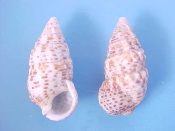 (7) Cerithium chemnitzianum Pilsbry, 1901....28 to 32 mm. F+. Nice chubby specie with lots of orange brown speckles...Japan...$3 (7 available)