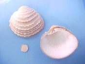 (1) Chione gnidia Broderip & Sowerby, 1839....80 mm. F+. Jumbo specimen, nice and heavy, with frilled concentric ridges...West Mexico...$9 (1 available)