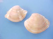 (6) Chione kellettii Hinds, 1845....40 to 48 mm. Lightly rayed in shades of tan, with frilly scales on each end...West Mexico...$4 (6 available)