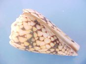 (3) Conus marmoreus fm. vidua Reeve, 1843....54 to 56 mm. F+ high. Also known as C. bandanus, this form has 2 darker bands of smaller tents...Philippines...$6 (3 available)