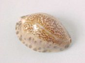 (1) Cypraea arabicula Lamarck, 1819....27 mm. F++. Great specimen of this dwarf specie with thickly callused base...Panama...$4 (1 available)