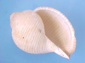 (1) Eudolium pyriformis Sowerby, 1914....56 mm. F+. Nice specimen with lightly flared intact li...South Africa...$9 1 available)