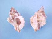 (+) Favartia cellulosus Conrad, 1846....16 to 20 mm. F++. Nice, clean, well frilled examples of this mini-Muricid...Florida...$6 (lots available)