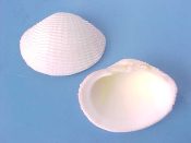 (1) Fimbria fimbriata Linne, 1758....57 mm. F++. Lovely if less-than-large example of this well sculpted bivalve...Philippines...$6 (1 available)