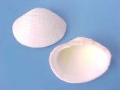 (1) Fimbria fimbriata Linne, 1758....57 mm. F++. Lovely if less-than-large example of this well sculpted bivalve...Philippines...$6 (1 available)