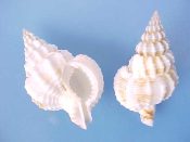 (3) Nassaria recurva Sowerby, 1859....35 to 38 mm. F++. Nicely sculptured examples with spirally corded axial ridges and good lips...Taiwan...$4 (3 available)