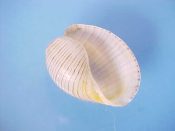 (1) Hydatina physis Linne, 1758....24 mm. F++. Delicate, fine brown lined bubble shell...Philippines...$6 (1 available)