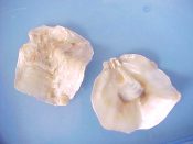 (1) Lopha specie....66 mm. F+. All white specie, not purple or as extremely folded as L. cristigali...Philippines...$6 (1 available)