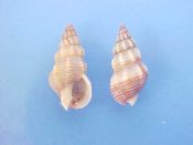 (3) Nassarius mendicus Gould, 1849....14 to 18 mm. F+. Fine spiral lined with knobby axial ridges and fine lips...California...$3 (3 available)
