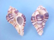 (3) Maxwellia gemma Sowerby, 1879....26 to 32 mm. F+. With dark brown spiral bands over big, broad axial ridges. Lips are well formed & intact...California...$7 (3 available)