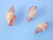 (+) Nitidella carinata Hinds, 1844....6 to 8 mm. F+. Tiny yellow-tan Columbellidae with swollen shoulders and dark rimmed aperture...California...$3 for 2 (lots available)