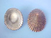 (4) Patella exarata Reeve, 1859....31 to 35 mm. F+. Dark brown to black ribbed limpets with silvery interior...Hawaii...$4 (4 available)