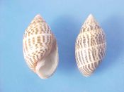 (2) Pupa solidula Linne, 1758....23, 25 mm. F+. Odd pattern examples where the spiral rows of small spots align to produce axial black bars...Australia...$6 (2 available)
