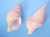 (2) Buccinulum lineum Martyn, 1784....39 to 43 mm. F+. Yellow-tan with bold brown spiral lines and good lips...New Zealand...$5 (2 available)