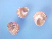 (5) Tectarius cumingi Philippi, 1847....10 to 11 mm. F+. Cute pastel orange tinted spiny winkles...Japan...$3 (5 available)