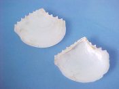 (5) Tellidora burnetti Broderip & Sowerby, 1829....25 to 30 mm. F++. Great examples of this “crested” Tellin...West Mexico...$9 (5 available)