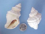 (1pr) Thais lamellosa Gmelin, 1791....65 & 52 mm. F+. Big, extreme pair, one high spired & elongated, with minimal foliations, the other, squat and leafy...Washington...$15 (1 pair available)