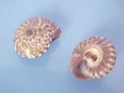 (+) Heliacus variegatus Gmelin, 1791....15 to 19 mm. F+. Good specimens, brown mottled on cream, and with intact lips...Hawaii...$5 for 2 (lots available)