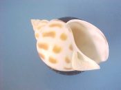 (1) Babylonia areolata Link, 1807....43 mm. F+. Mildly freaky example with inflated, round, body whorl...Thailand...$6 (1 available)