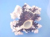 (1) Chicoreus brunneus Link, 1807....79 mm. F+. Great Natural History specimen, with dorsal spines wonderfully camoflaged with numerous barnacles...Thailand...$19 (1 available)