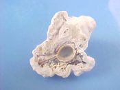 (1) Chicoreus brunneus Link, 1807....67 mm. F+. Unique! With dorsum totally covered in hard coral growth...Thailand...$15 (1 available)