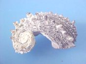 (1) Angaria delphinus Linne, 1758....37 mm. F++. Free coiled body whorl looks like a spiny black Rhiostoma...Philippines...$8 (1 available)