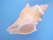 (1) Pugilina cochlidium Linne, 1758....83 mm. F+. High spired freak form looks a bit like Hemifusus....India...$7 (1 available)