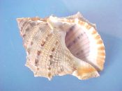 (1) Bursa rana Linne, 1758....70 mm. F+. Nice example, with 3 rows of brown spotted spines...Tanzania...$6 (1 available)