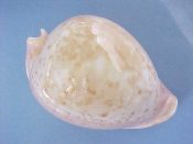(1) Cypraea armeniaca Verco, 1912....101 mm. F+ high. BIG, spectacular, fully developed specimen, the only flaw is a tiny chip from the anterior lip tip...Australia...$295 (1 available)
