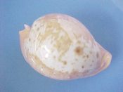 (1) Cypraea armeniaca Verco, 1912....78 mm. F++. Glorious, well inflated, smaller yet fully adult example, with dorsal tan blotches & brown spots & orange basal callus...Australia...$155 (1 available)