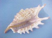 (1) Lambis digitata Perry, 1811....123 mm. F++. Lovely, fully developed, clean specimen with thick lip & lirate, yellow throated aperture...Tanzania...$38 (1 available)