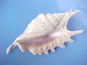 (1) Lambis digitata Perry, 1811....133 mm. F+. Fully developed & intact though slightly pale bargain specimen of this scarce Strombus...Tanzania...$25 (1 available)